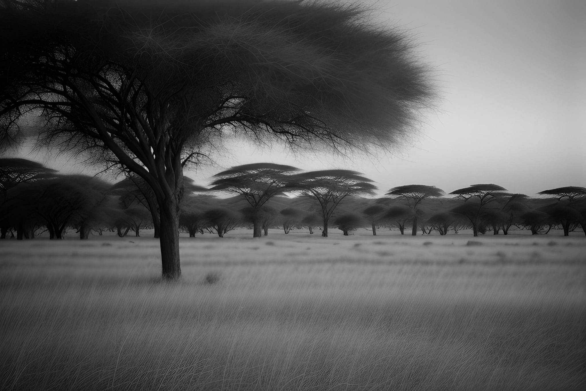 Nikon-AF210-black-white-photo-bnv