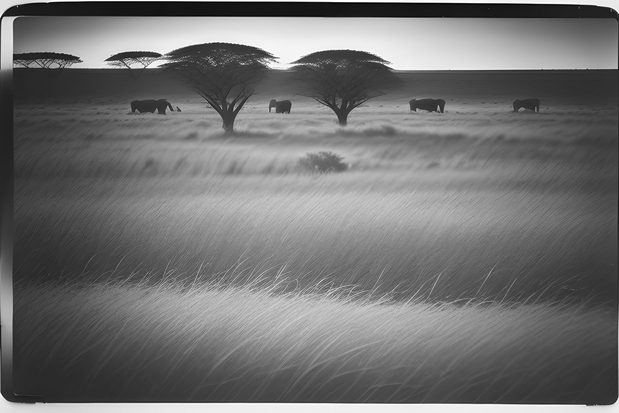 Nikon-BF100-black-white-photo-bnv