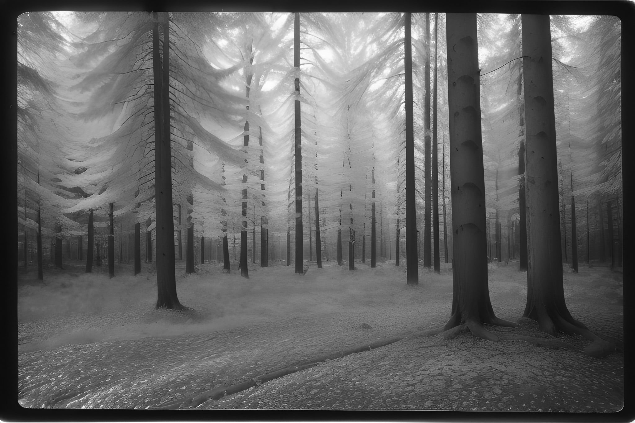 Polaroid-Spirit-600-black-white-photo-bnv