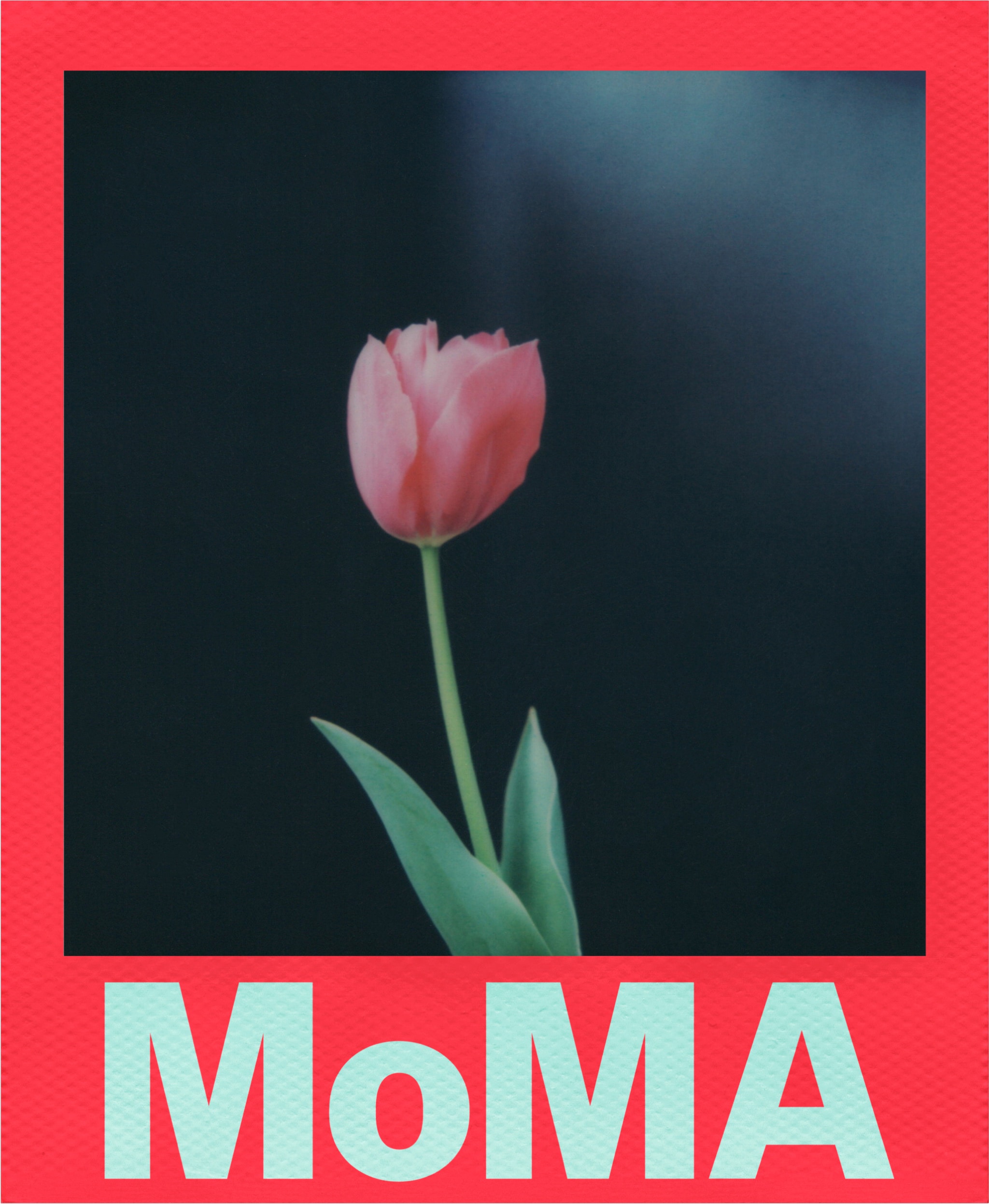 polaroid-color-i-type-film-moma-edition-info-10